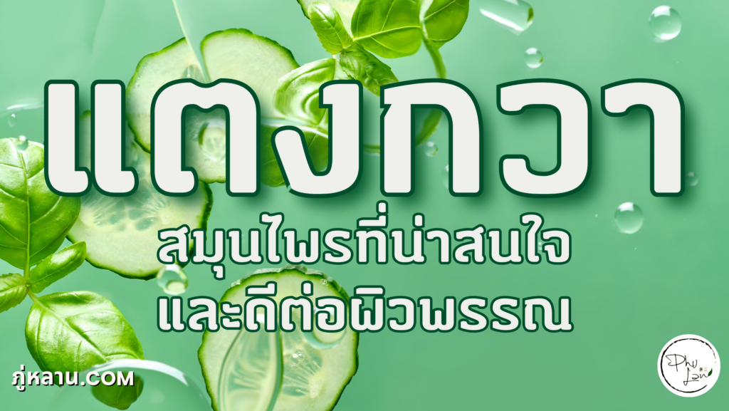 แตงกวามีรสเย็น เป็นสมุนไพรที่ช่วยแก้ธาตุร้อนในร่างกายได้ดี และยังมีประโยชน์มากมายสำหรับการดูแลสุขภาพและผิวพรรณ: