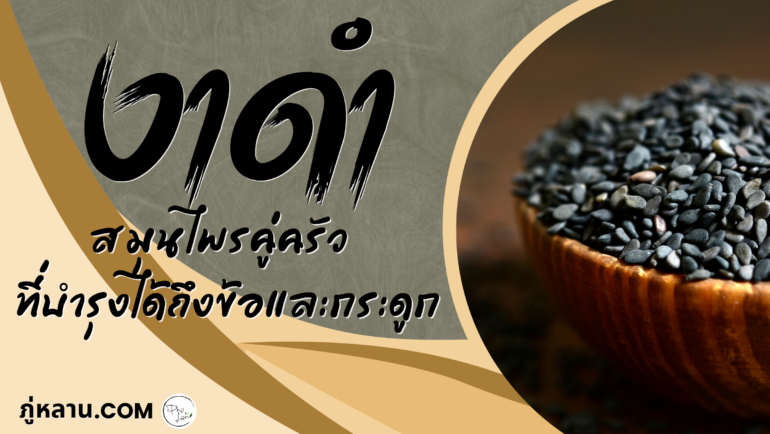 งาดำ” สมุนไพรคู่ครัว ที่บำรุงได้ถึงข้อและกระดูก