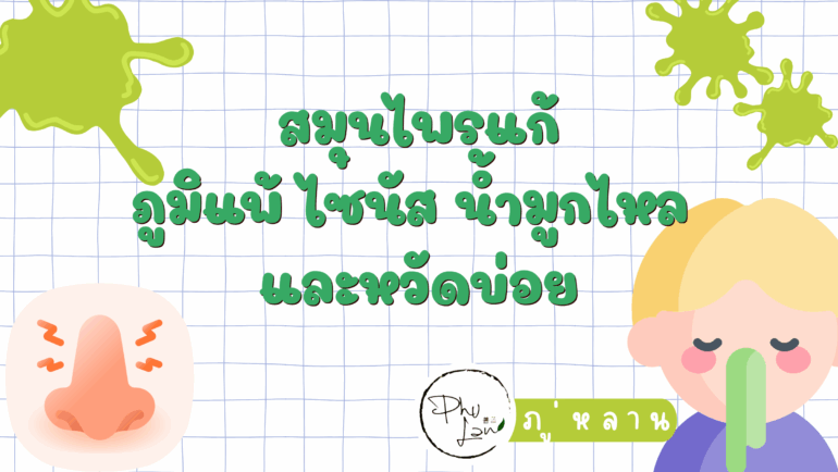 ภู่หลาน แจกสูตรสมุนไพรแก้ภูมิแพ้ ไซนัส น้ำมูกไหล และหวัดบ่อย