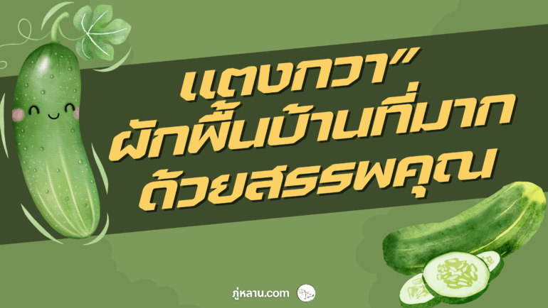 ภู่หลาน ชวนทำความรู้จัก “แตงกวา” ผักพื้นบ้านที่มากด้วยสรรพคุณ