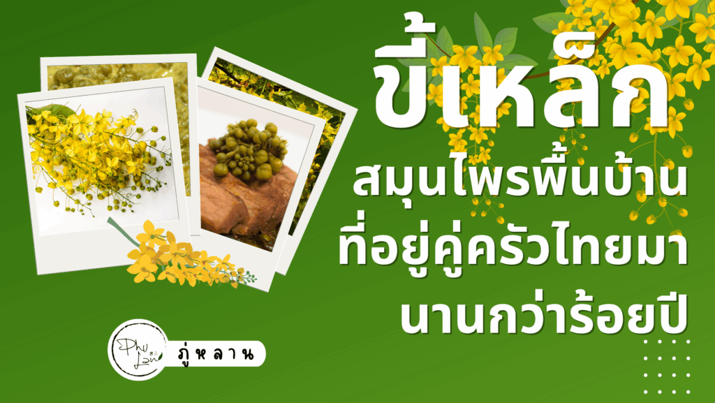 ขี้เหล็ก—ตัวช่วยจากธรรมชาติ สำหรับคนถ่ายยากและนอนไม่หลับ
