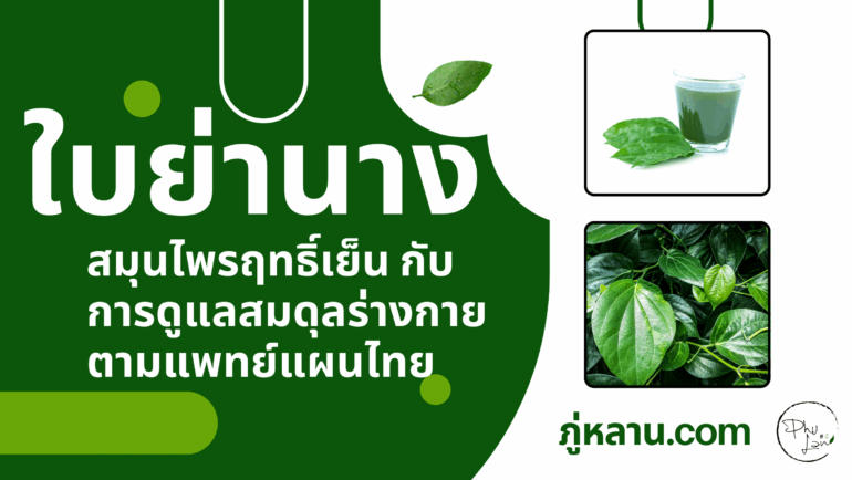 ใบย่านาง สมุนไพรฤทธิ์เย็น กับการดูแลสมดุลร่างกายตามแพทย์แผนไทย