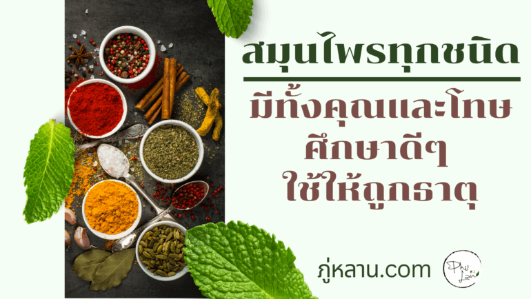 สมุนไพรทุกชนิดมีทั้งคุณและโทษศึกษาดีๆ ใช้ให้ถูกธาตุ