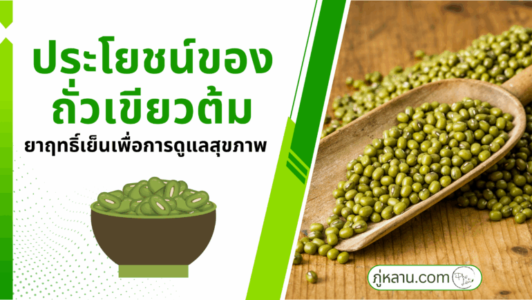 ประโยชน์ของถั่วเขียวต้ม: ยาฤทธิ์เย็นเพื่อการดูแลสุขภาพ