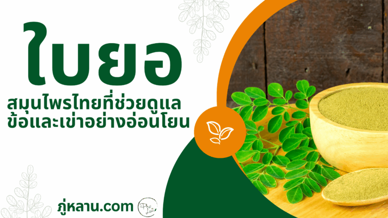 ใบยอ…สมุนไพรไทยที่ช่วยดูแลข้อและเข่าอย่างอ่อนโยน