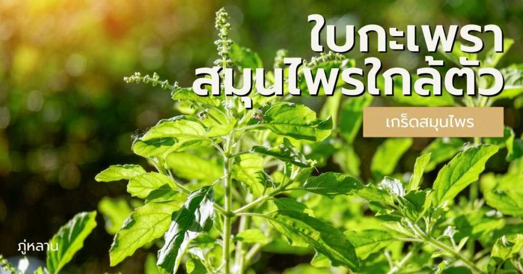 ใบกะเพรา สมุนไพรใกล้ตัวที่ไม่ควรมองข้าม