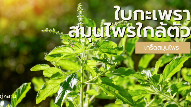ใบกะเพรา สมุนไพรใกล้ตัวที่ไม่ควรมองข้าม